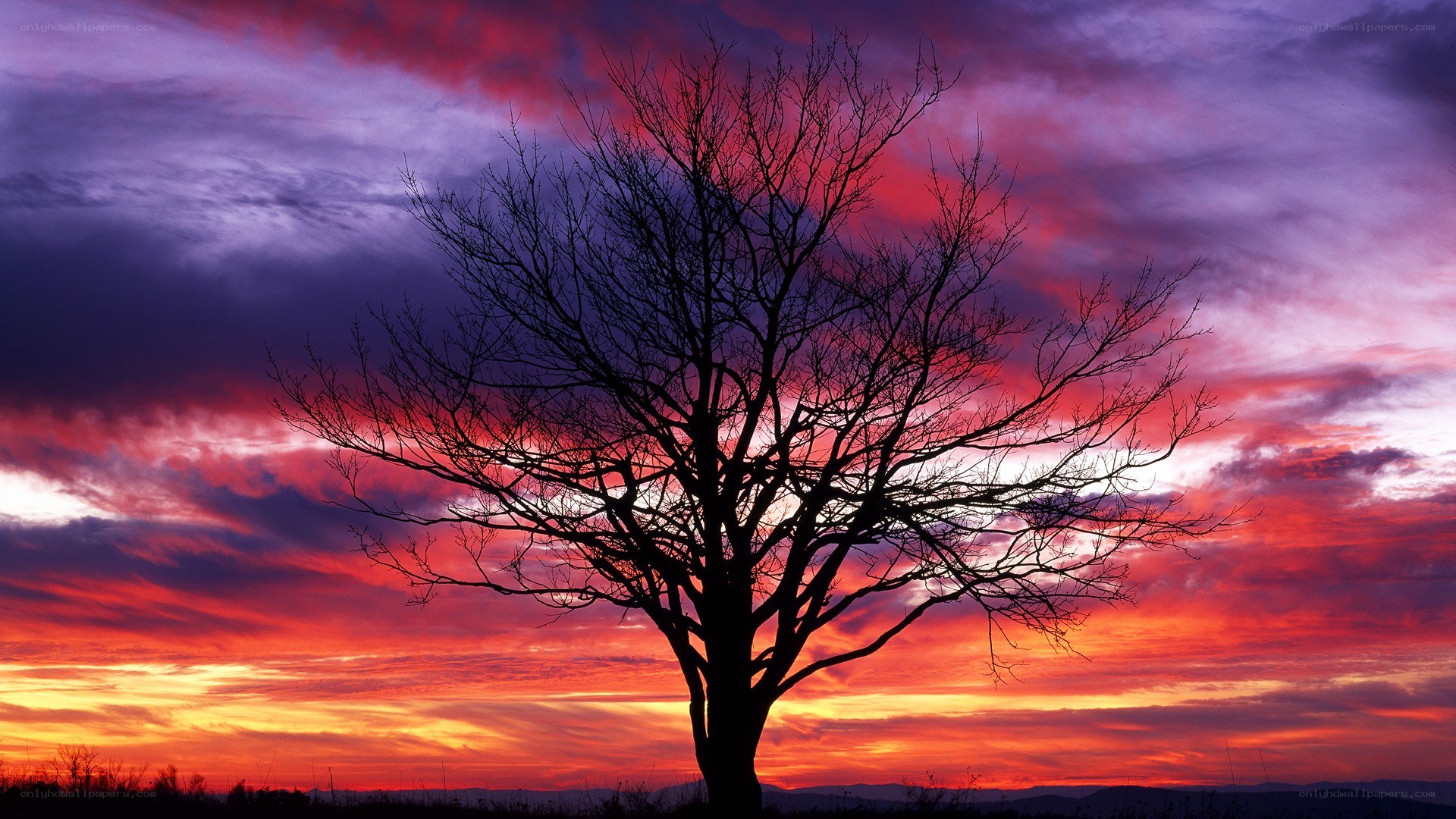 Silhouette tree at sunset