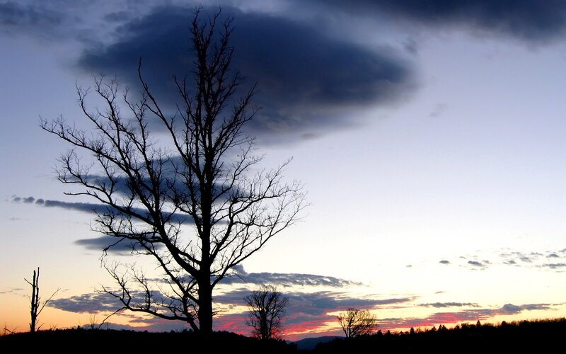 Silhouette tree at sunset