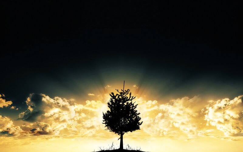 Silhouette tree at sunset