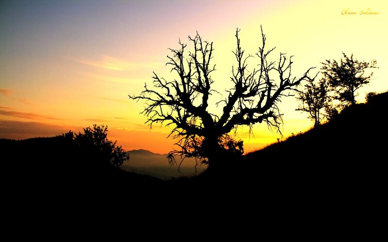 Silhouette tree at sunset