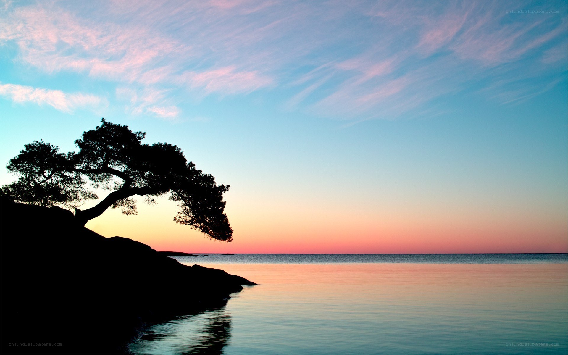 Silhouette tree at sunset