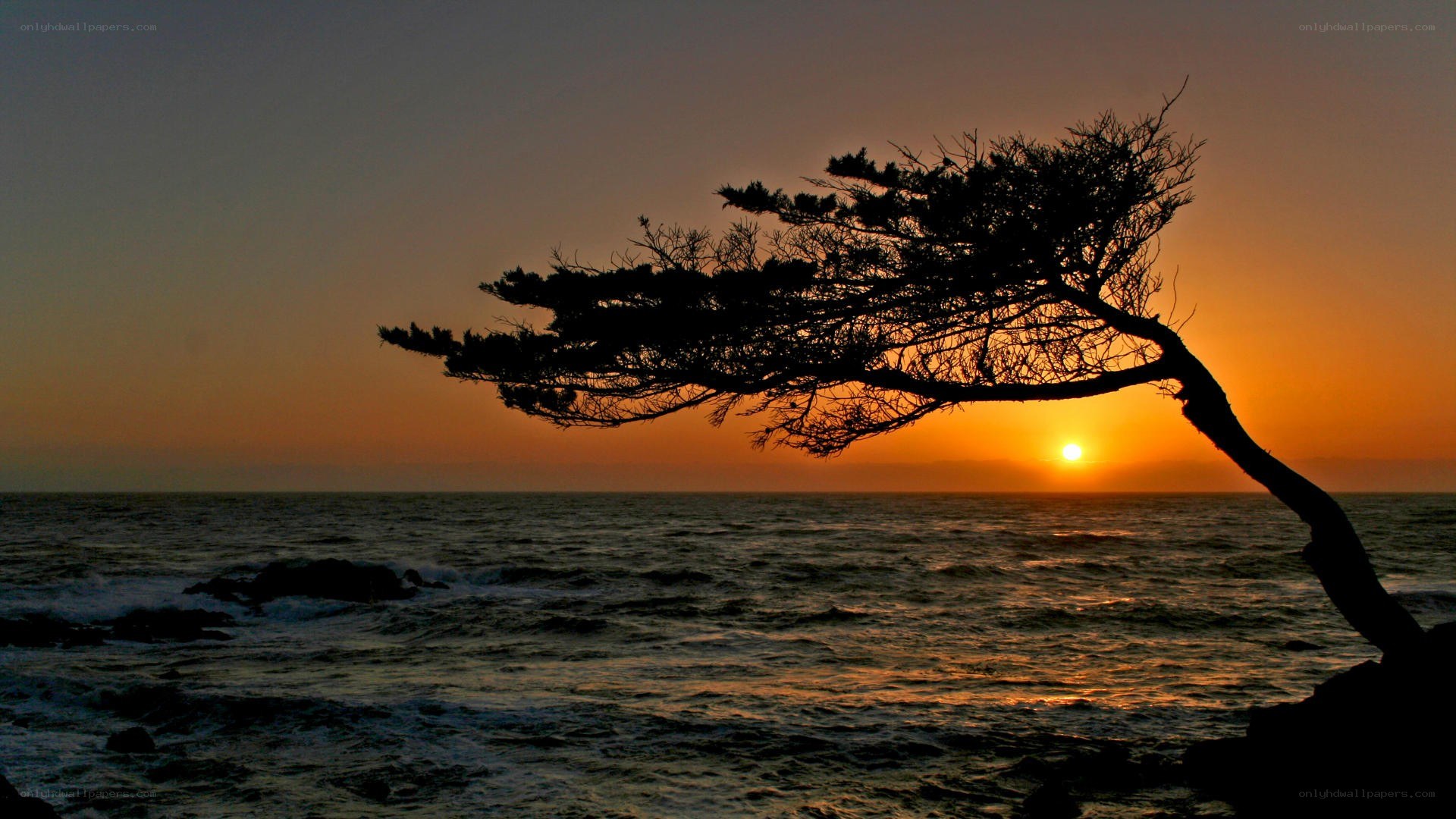 silhouette tree at sunset