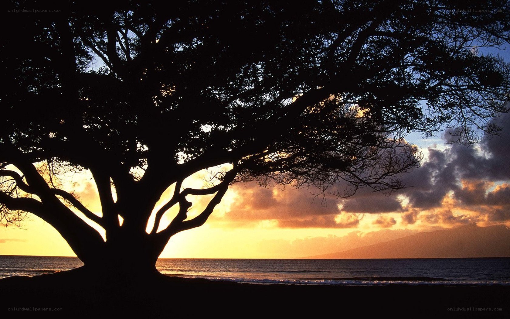 Silhouette tree at sunset