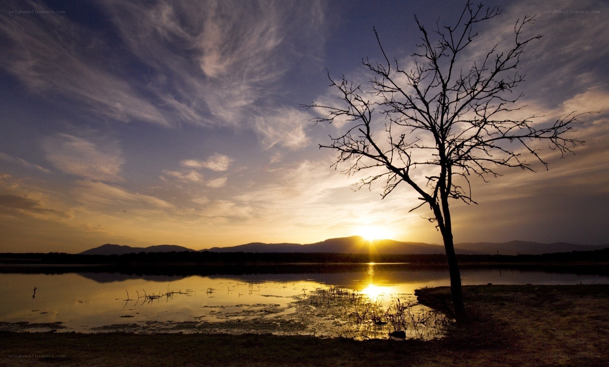 Silhouette tree at sunset