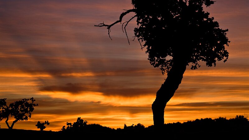 Silhouette tree at sunset