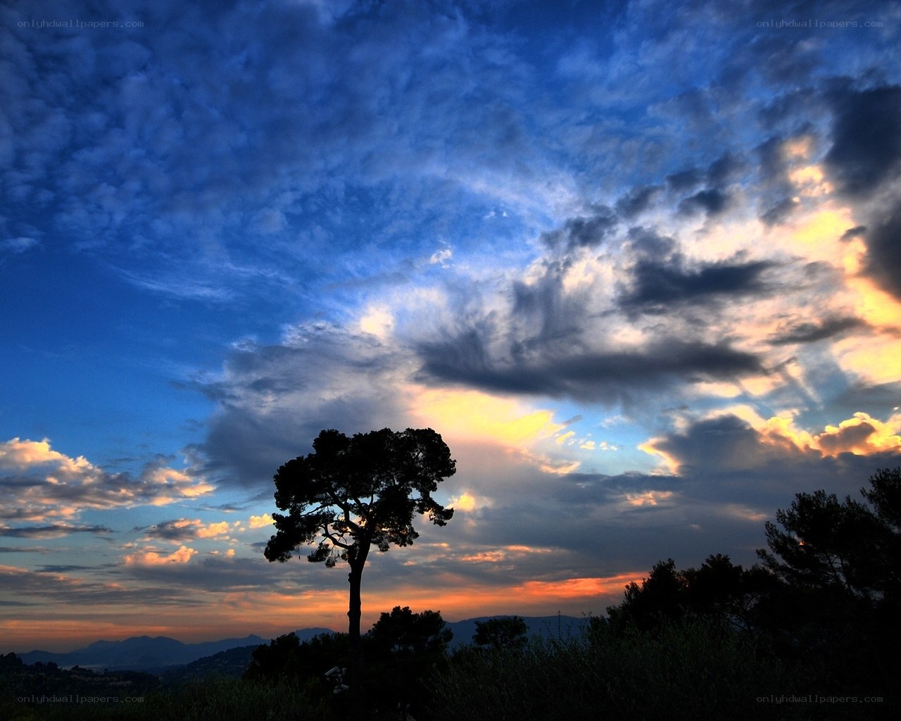 Silhouette tree at sunset