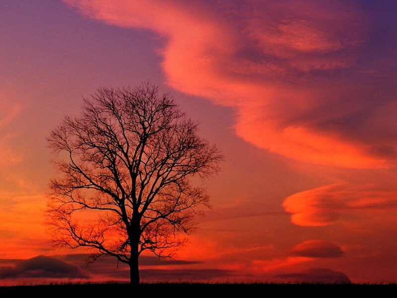 Silhouette tree at sunset