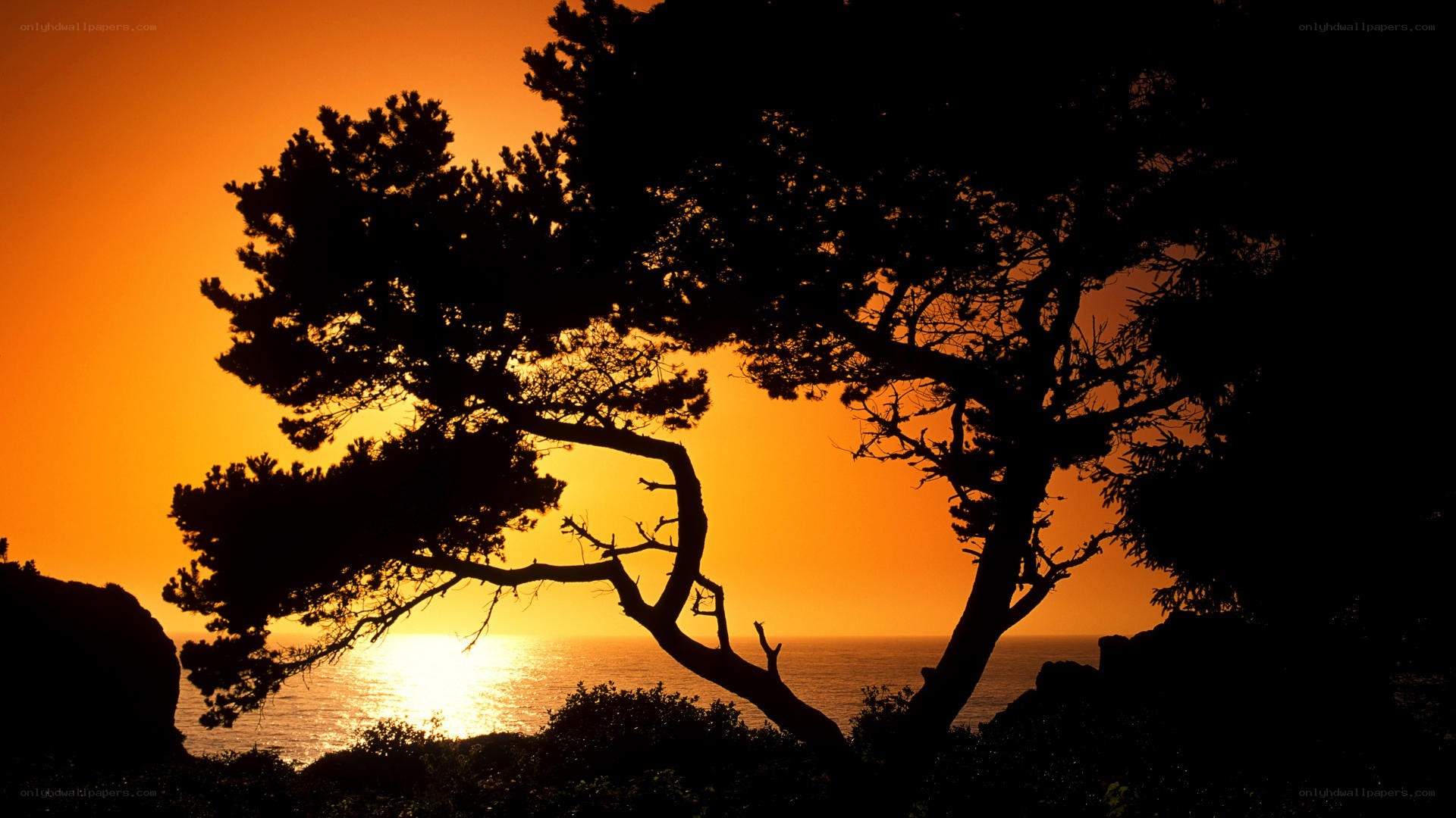 Silhouette tree at sunset