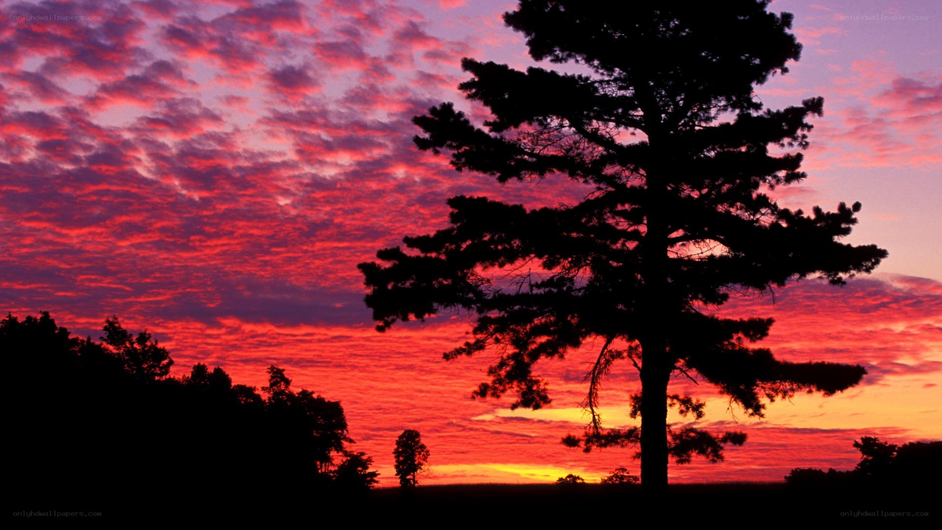 Silhouette tree at sunset
