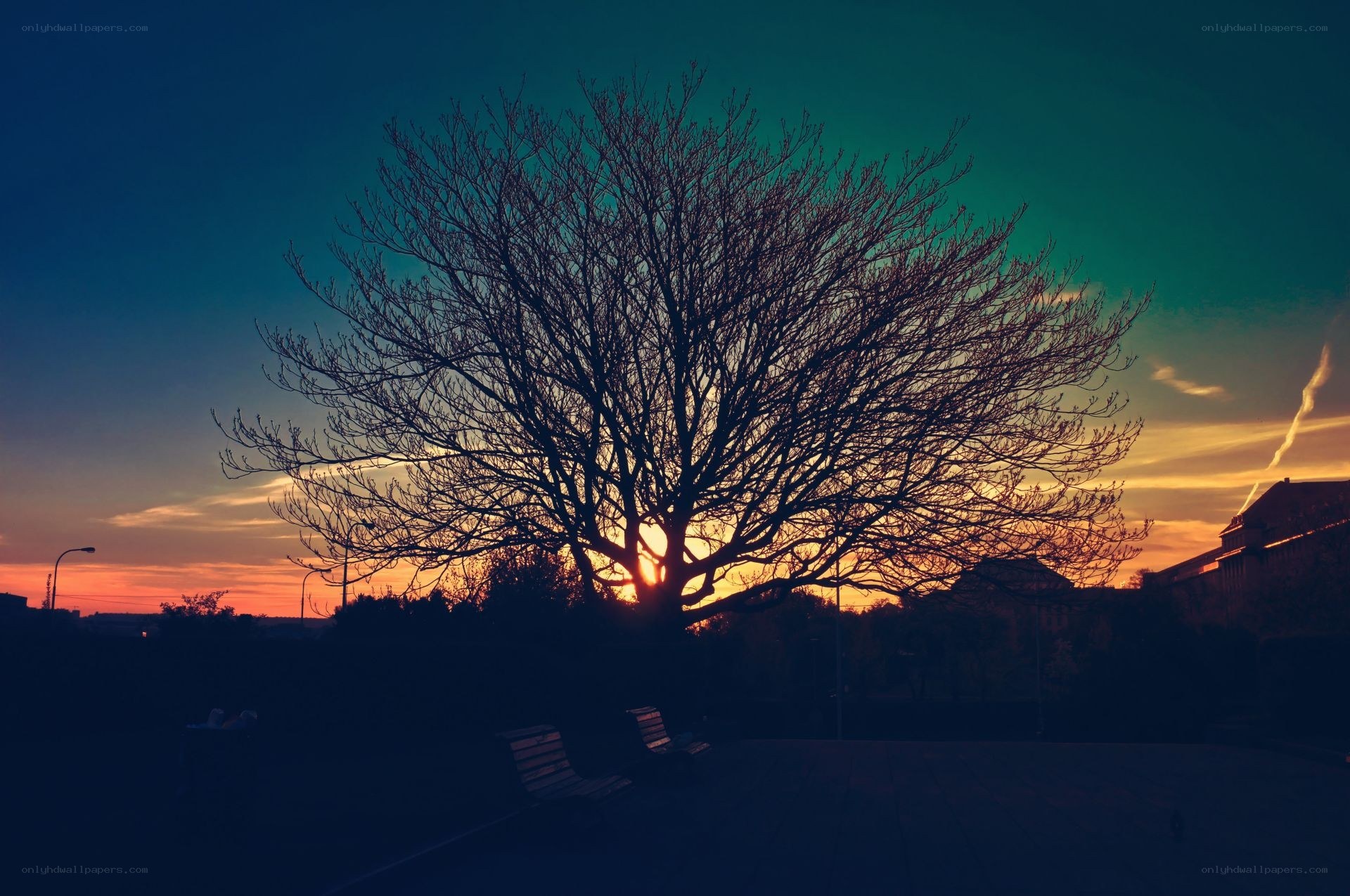 Silhouette tree at sunset