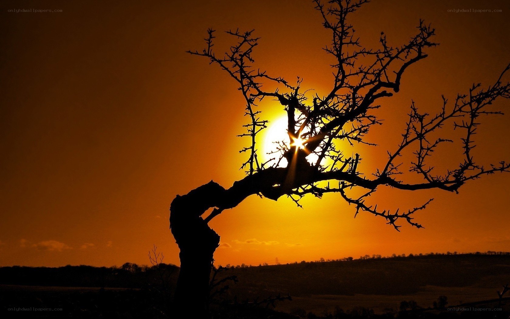Silhouette tree at sunset