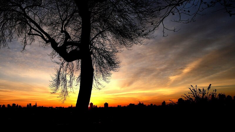 silhouette tree at sunset