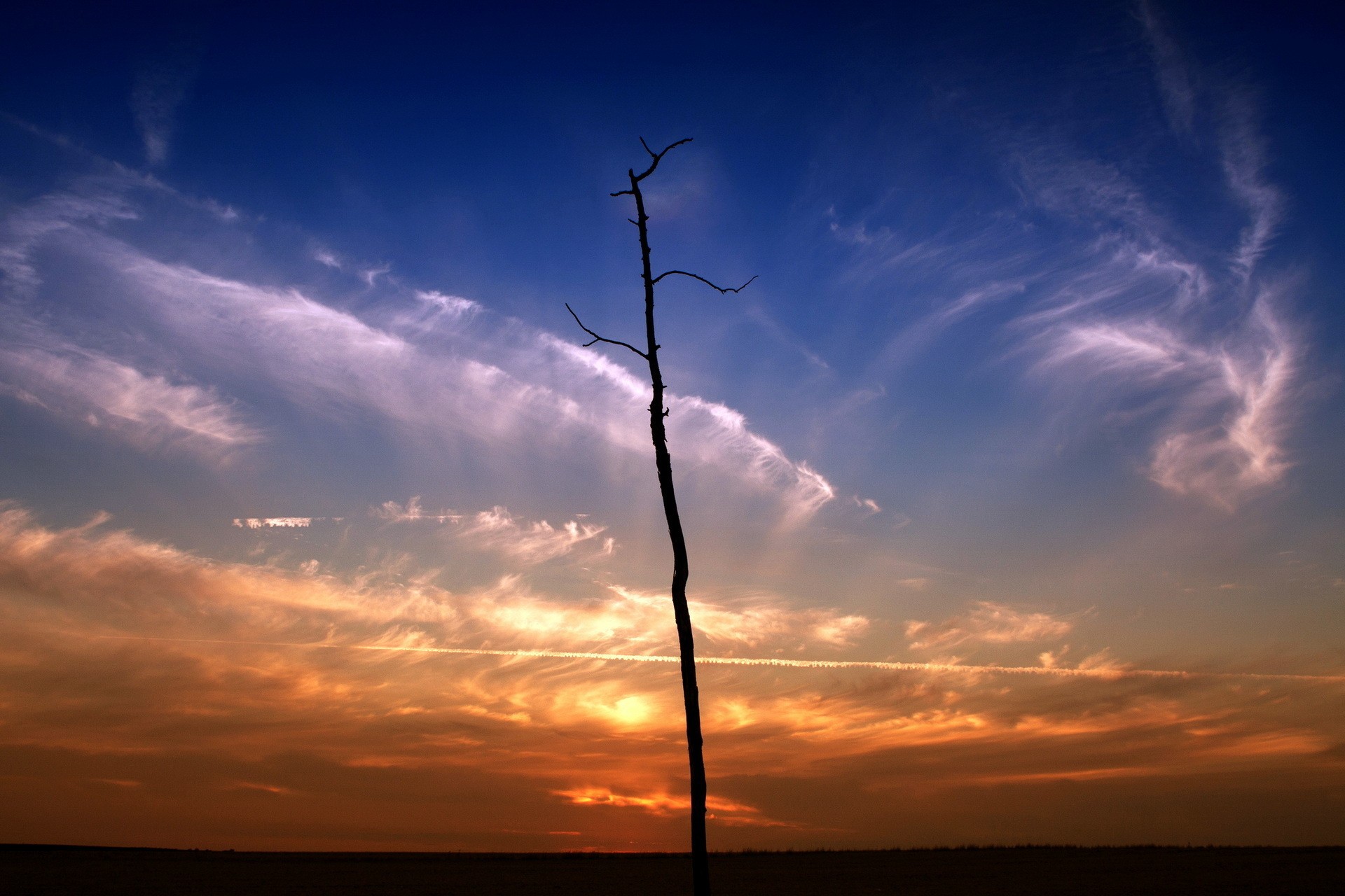 Silhouette tree at sunset