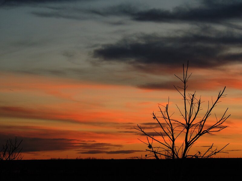 Silhouette tree at sunset