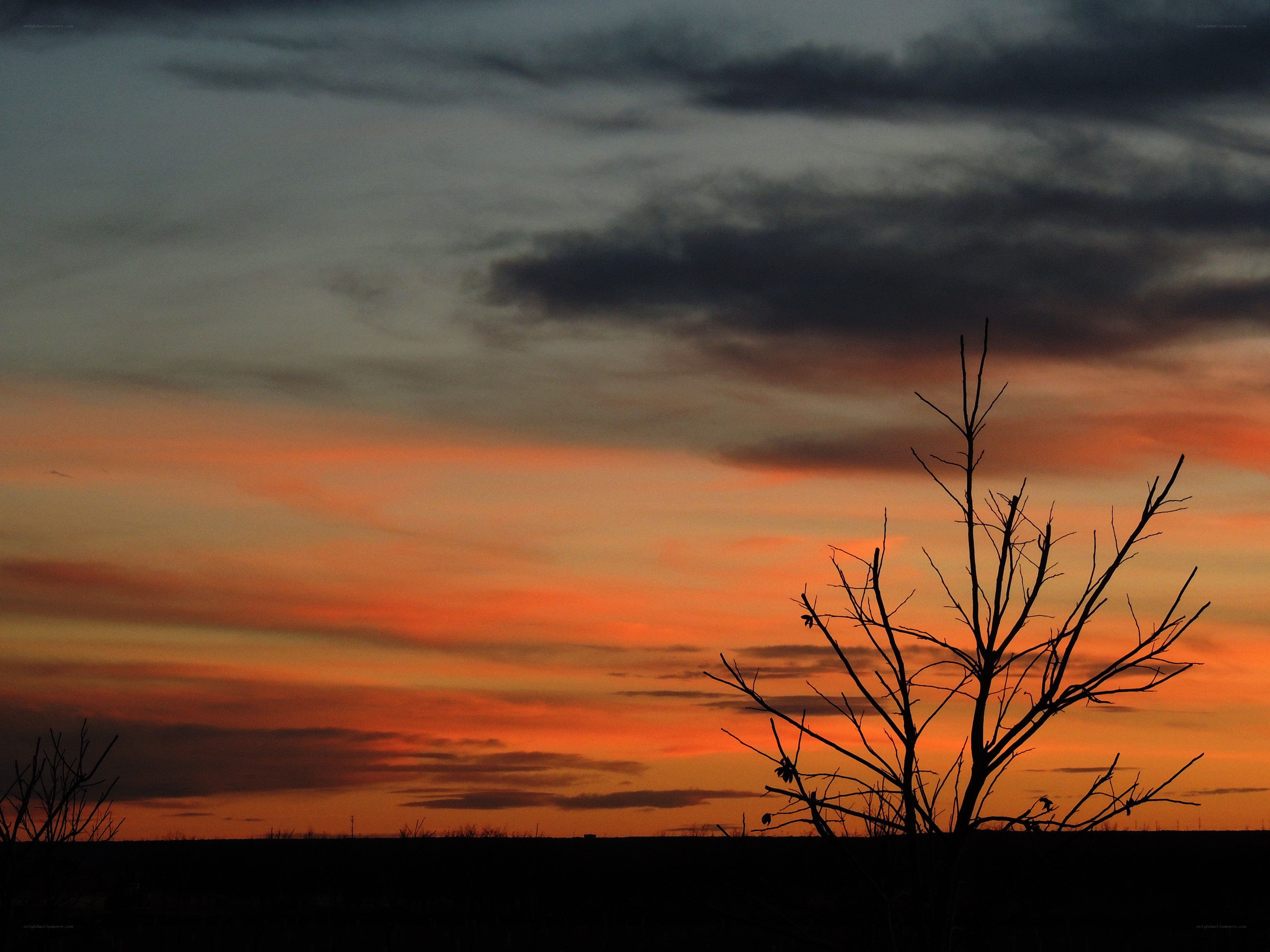 Silhouette tree at sunset