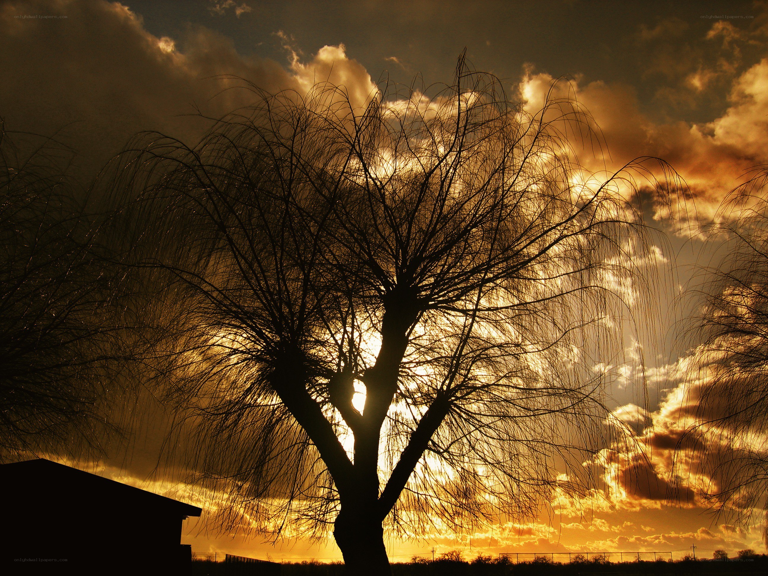 Silhouette tree at sunset