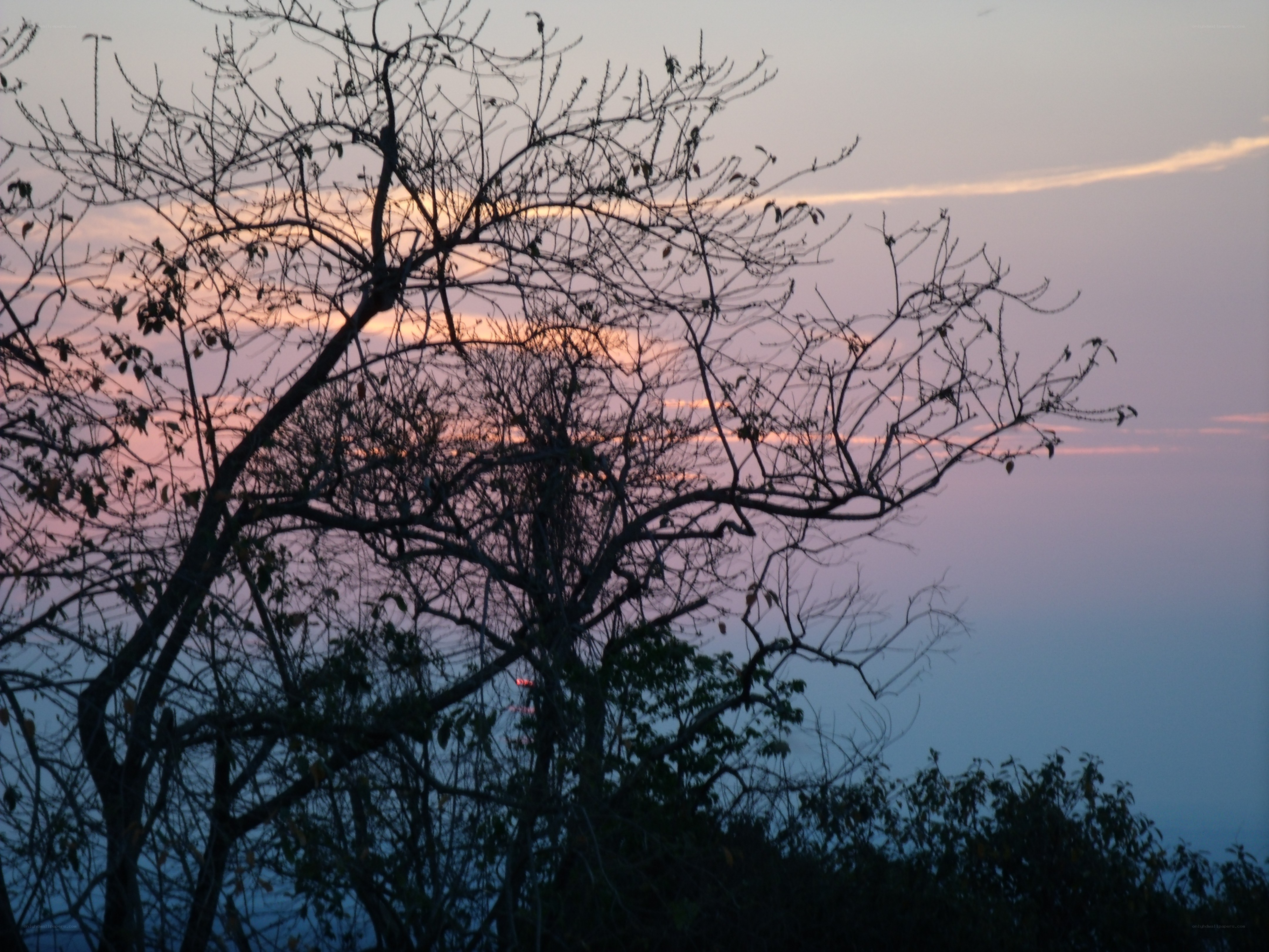 Silhouette tree at sunset