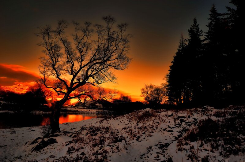 Silhouette tree at sunset