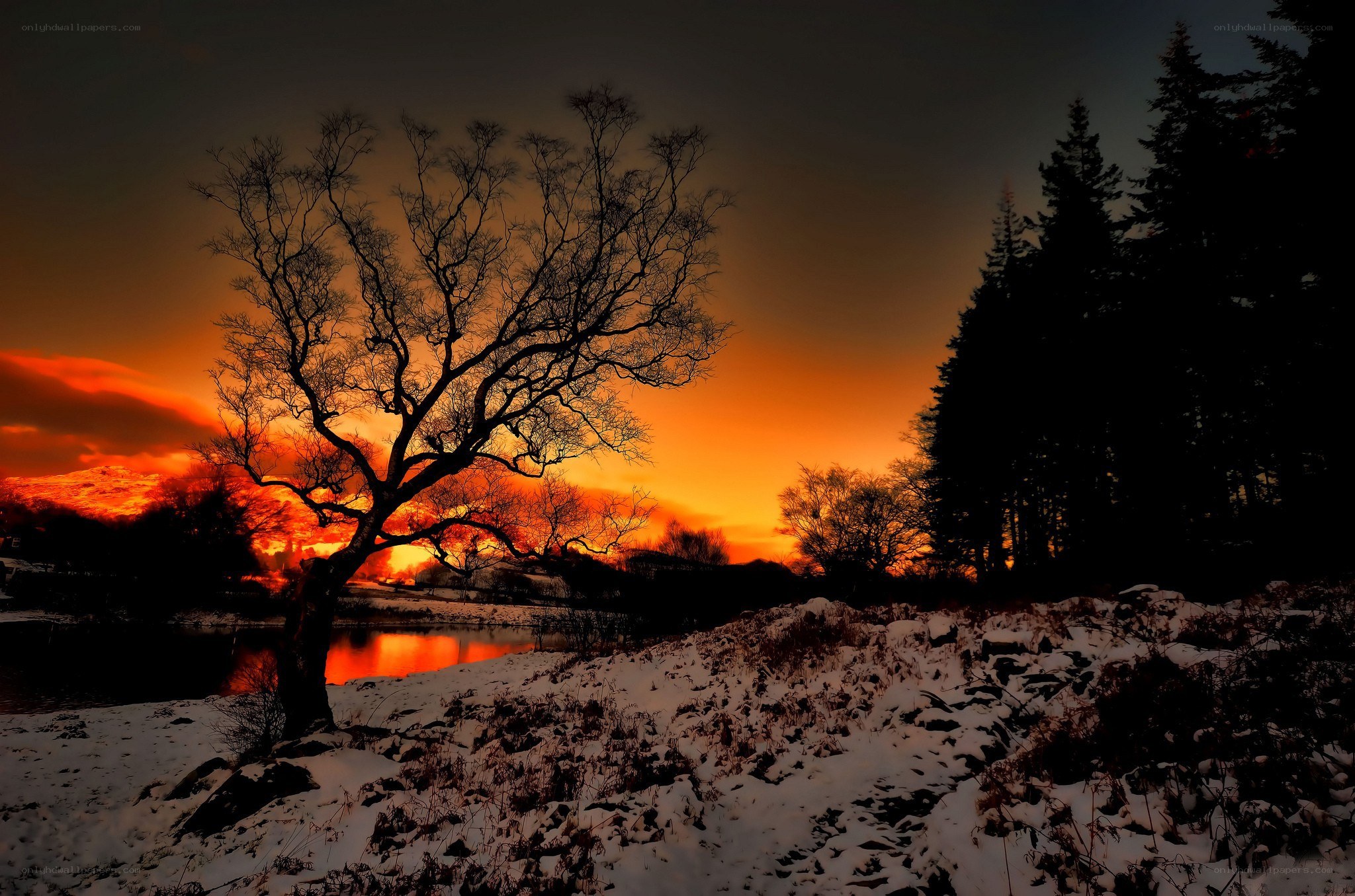 Silhouette tree at sunset