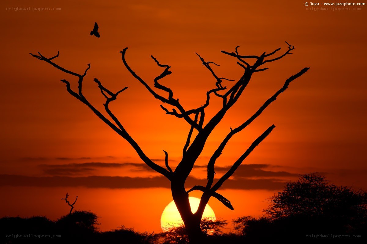 Silhouette tree at sunset