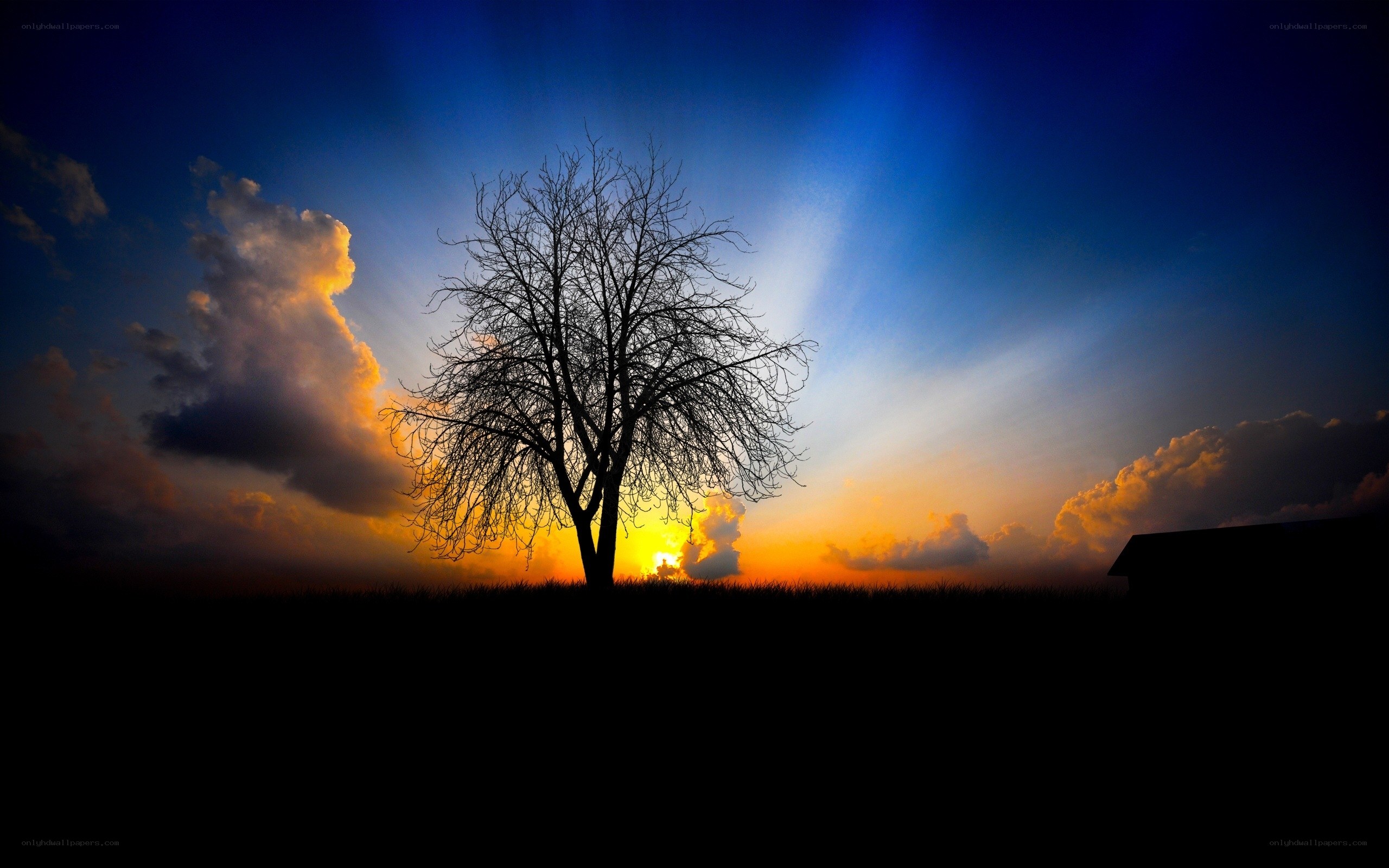 Silhouette tree at sunset