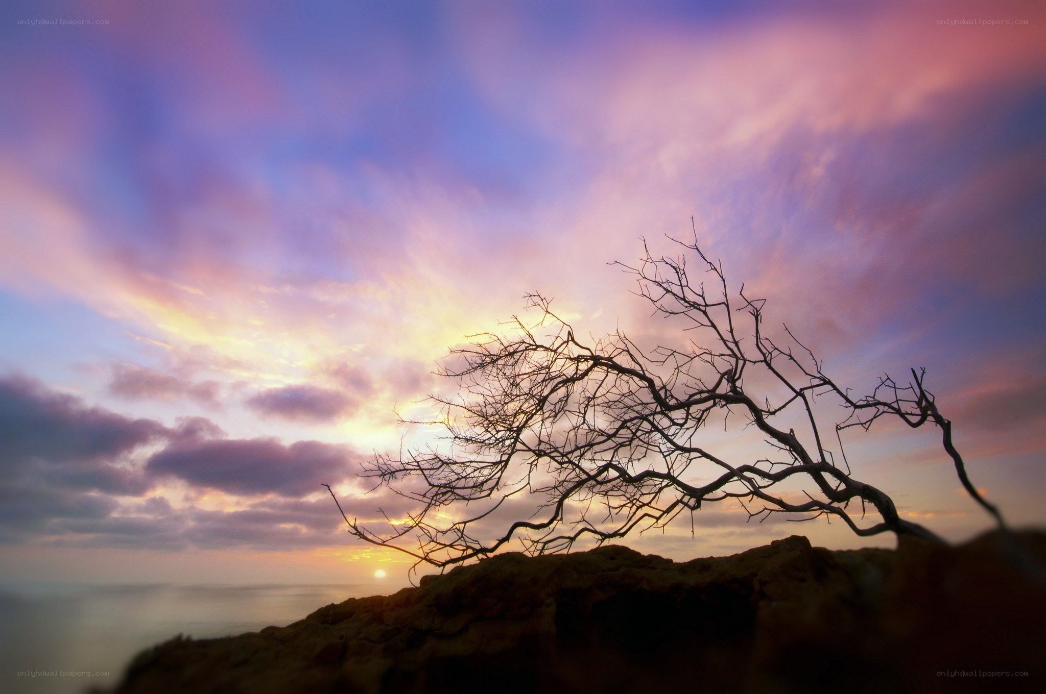 Silhouette tree at sunset