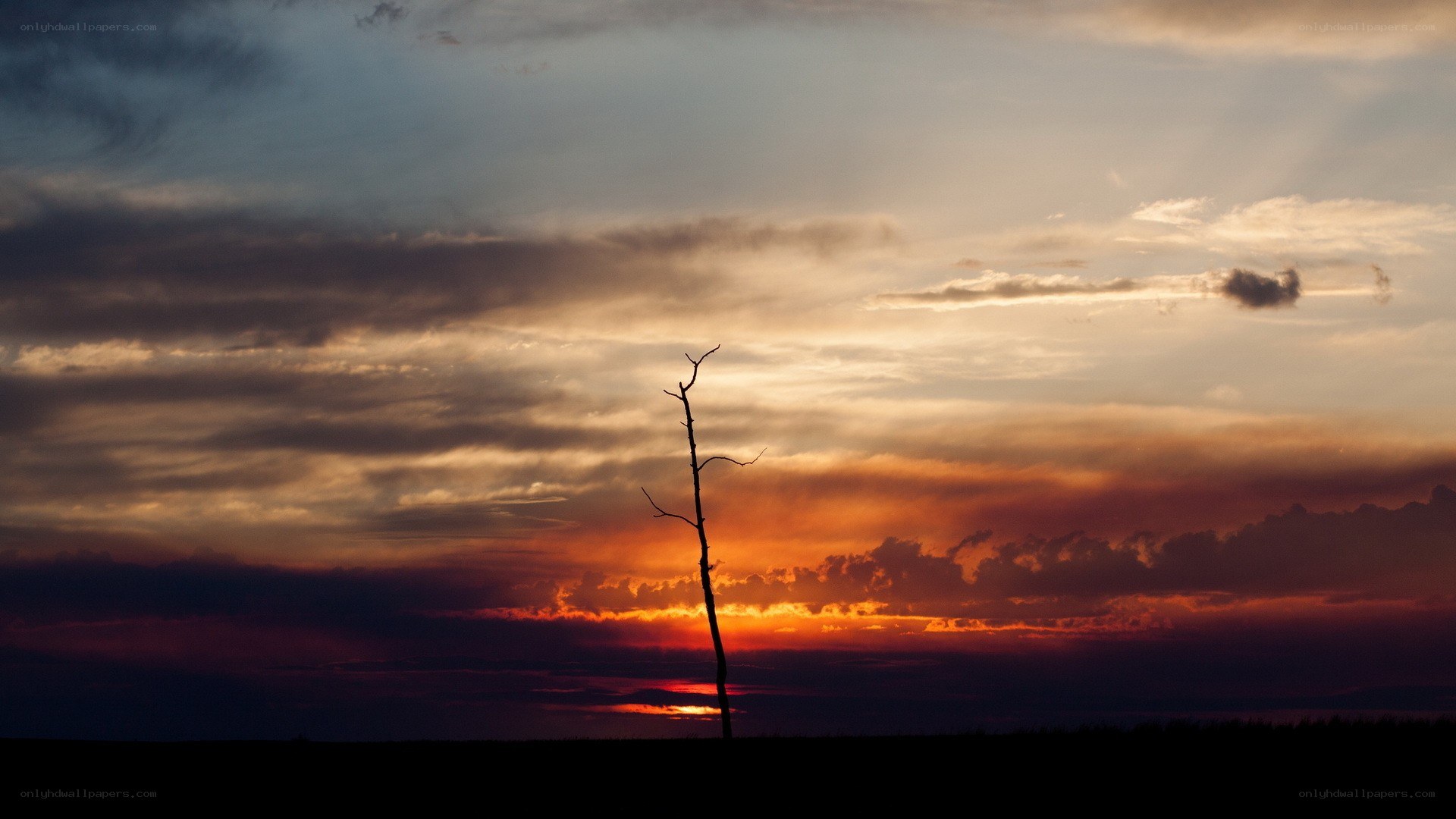 Silhouette tree at sunset