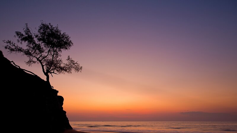 Silhouette tree at sunset