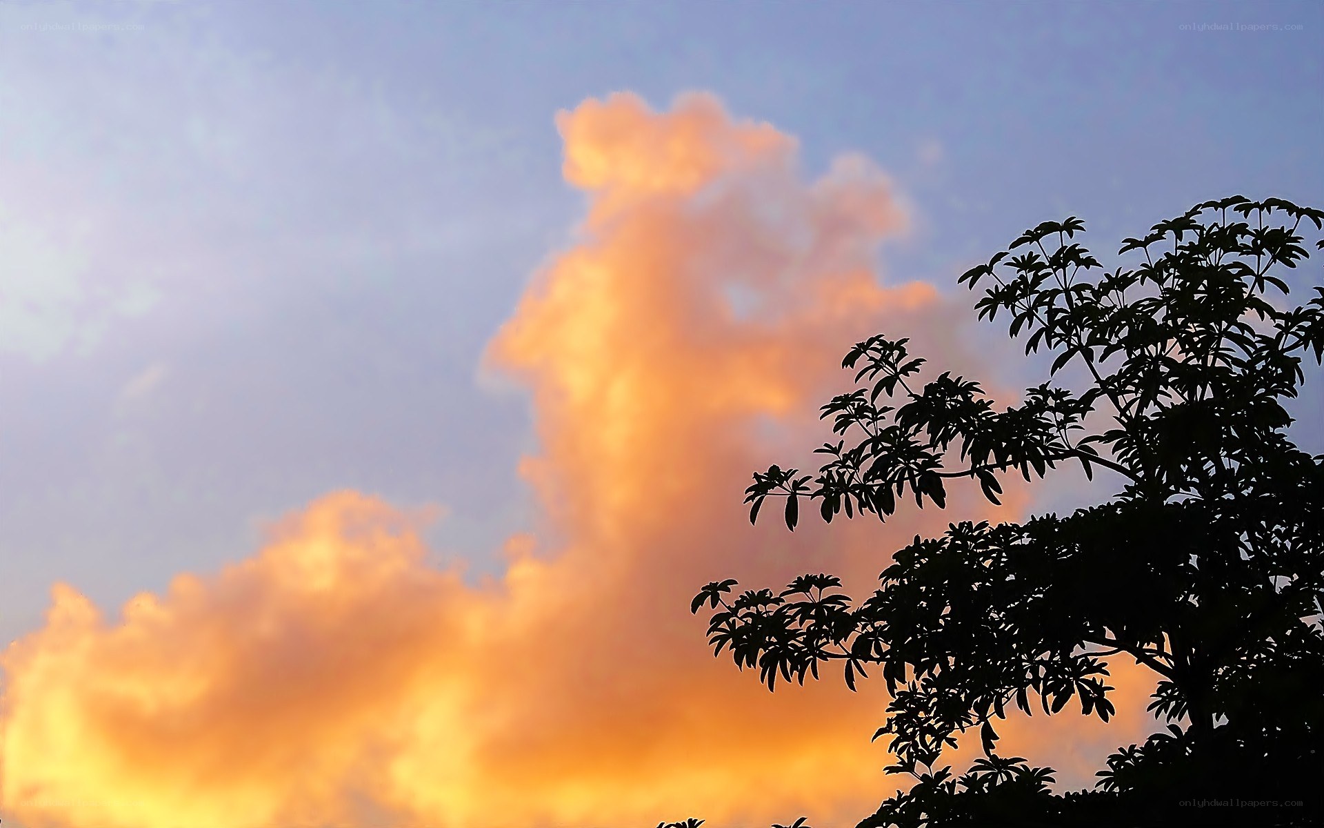 silhouette tree at sunset