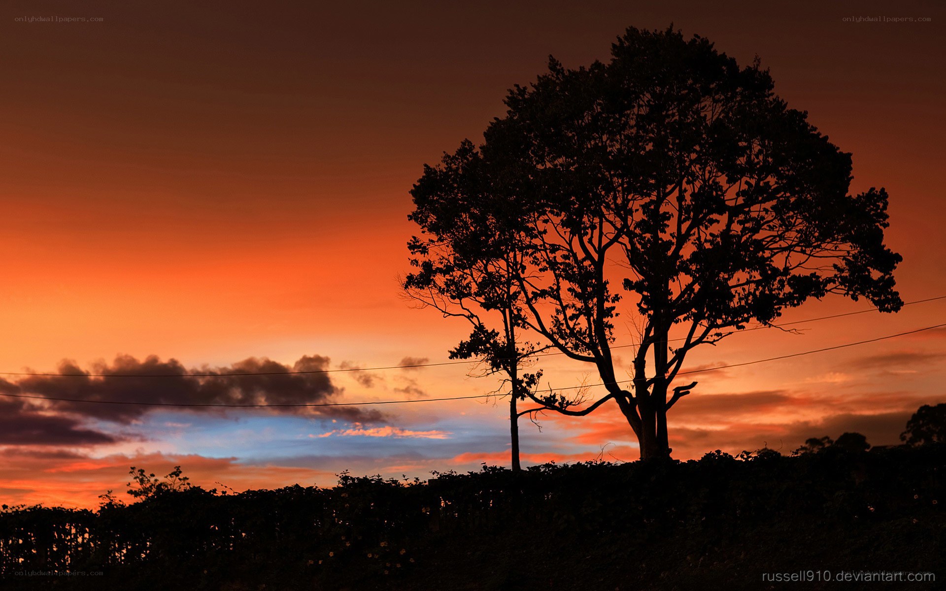 Silhouette tree at sunset