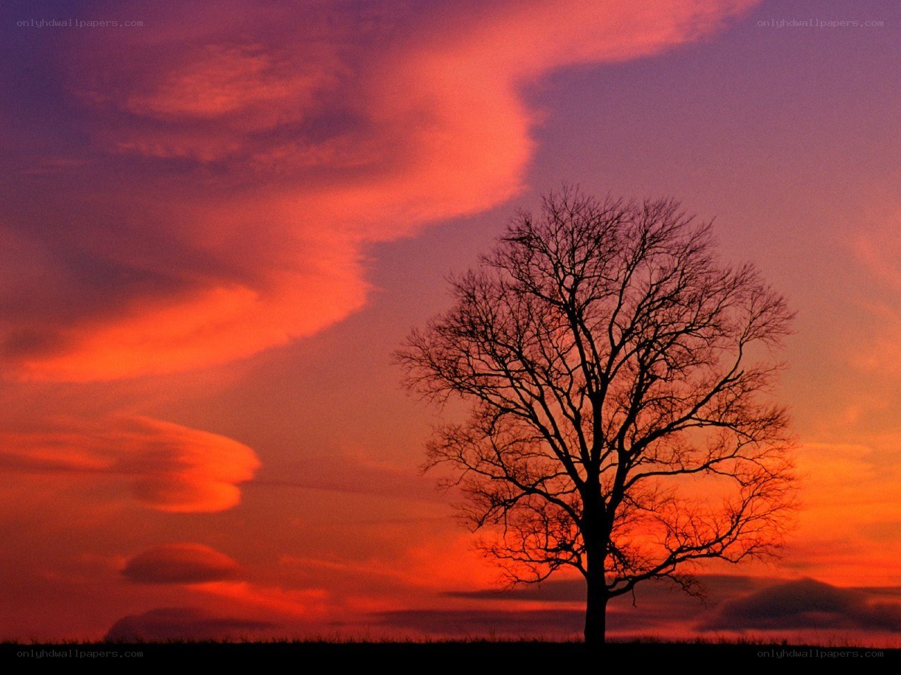 Silhouette tree at sunset