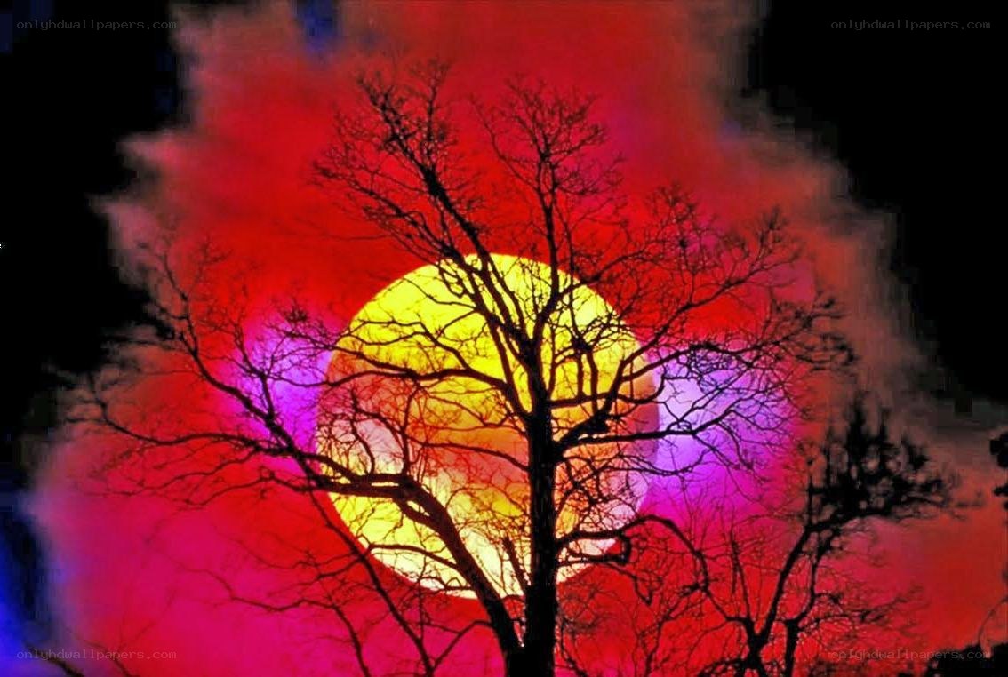 Silhouette tree at sunset