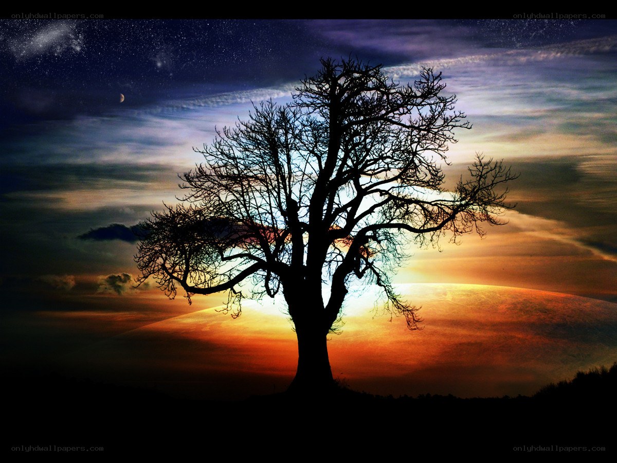 Silhouette tree at sunset