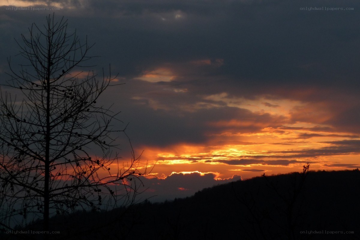 Silhouette tree at sunset