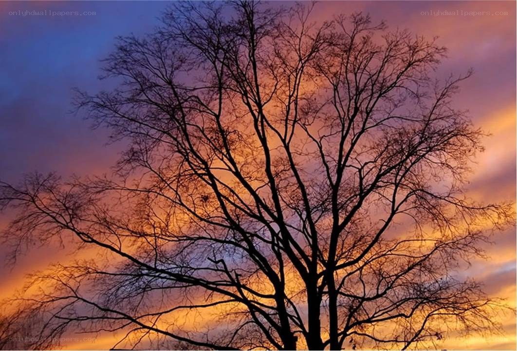Silhouette tree at sunset