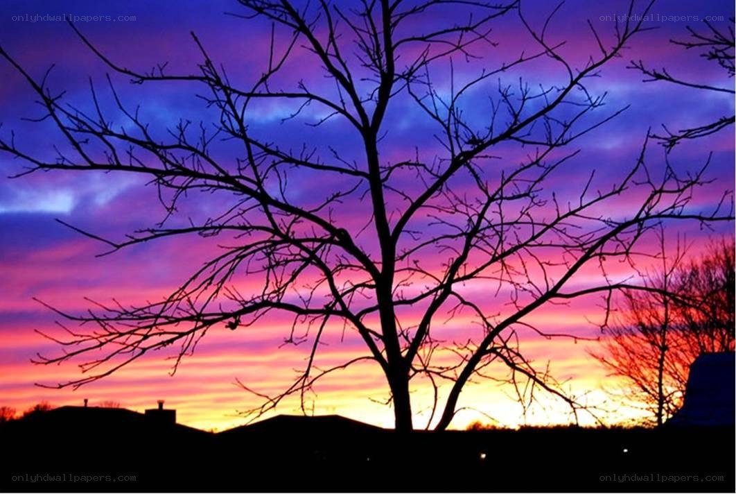 Silhouette tree at sunset