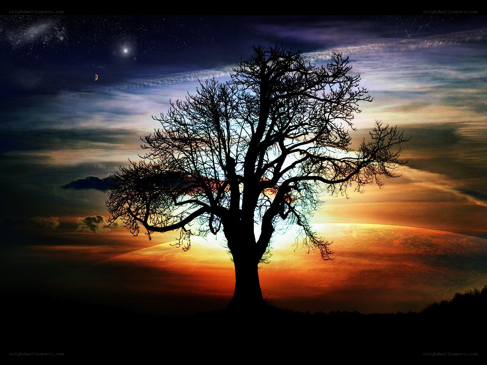 Silhouette tree at sunset