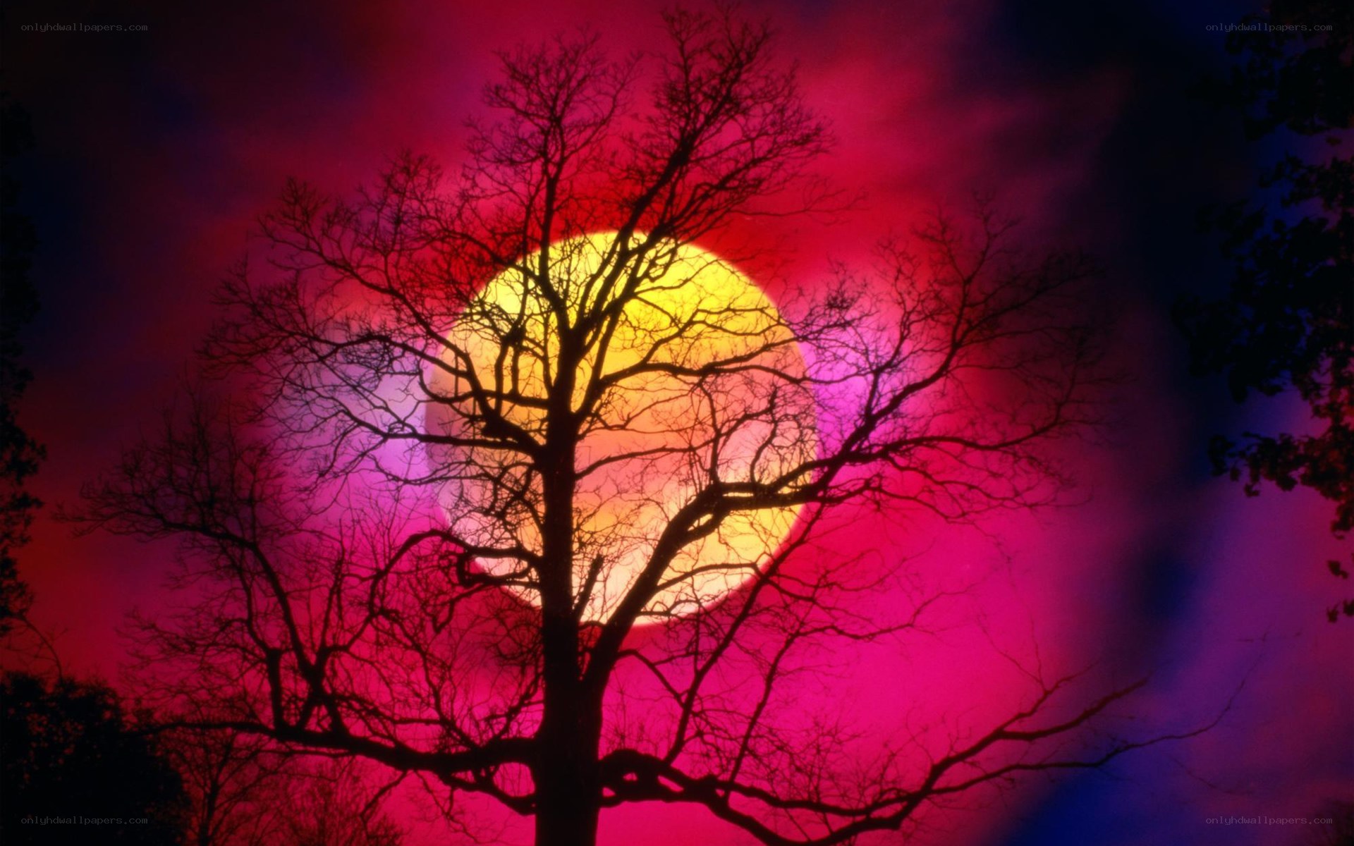 Silhouette tree at sunset