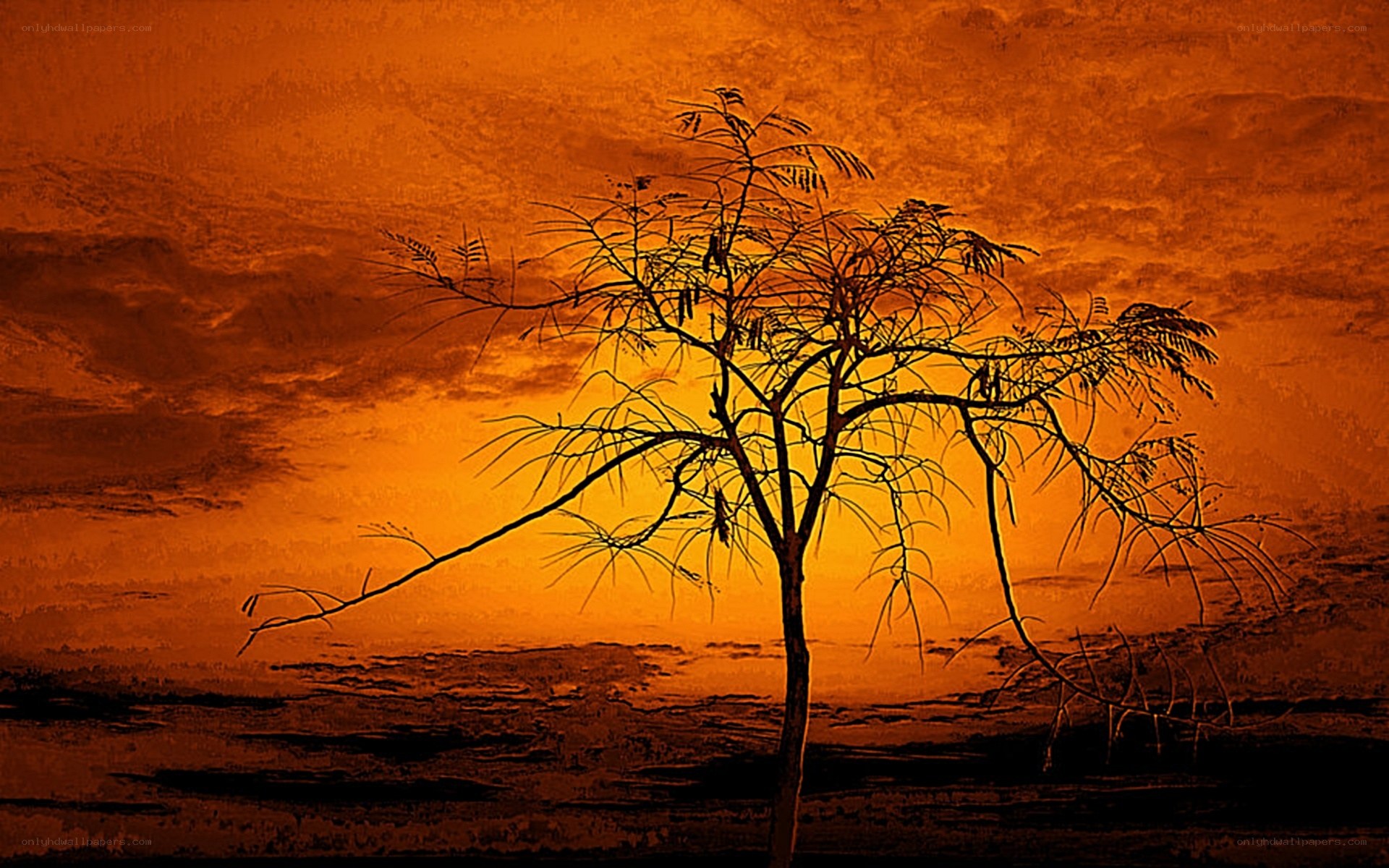 Silhouette tree at sunset