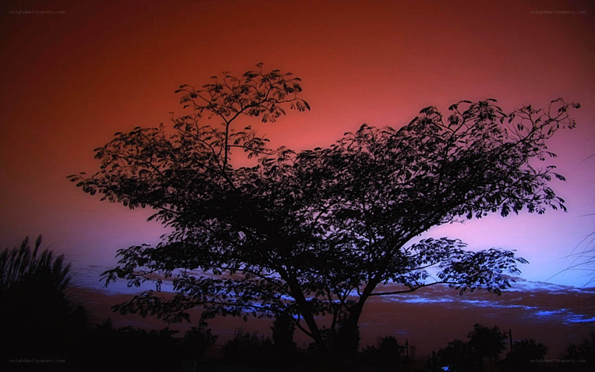 Silhouette tree at sunset