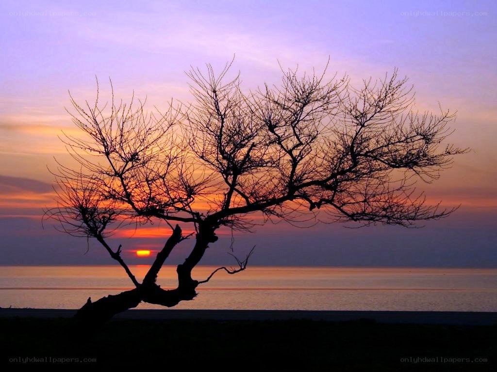 Silhouette tree at sunset