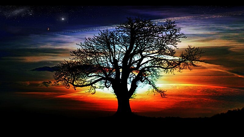 Silhouette tree at sunset