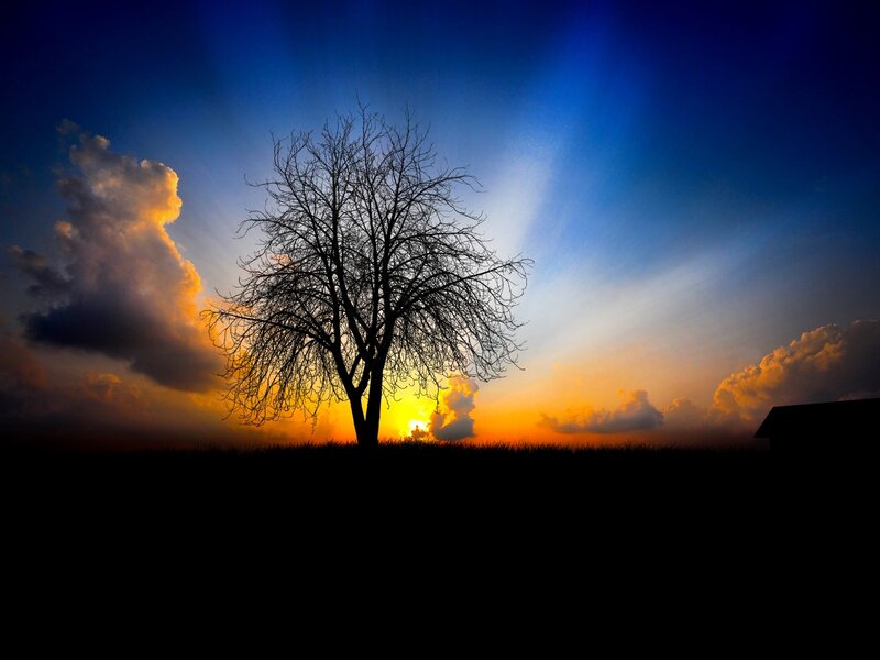 Silhouette tree at sunset