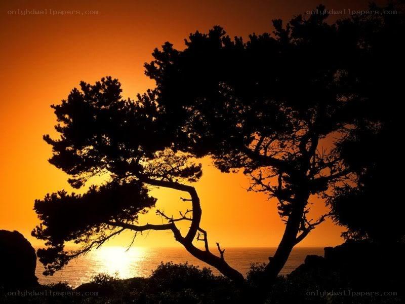Silhouette tree at sunset