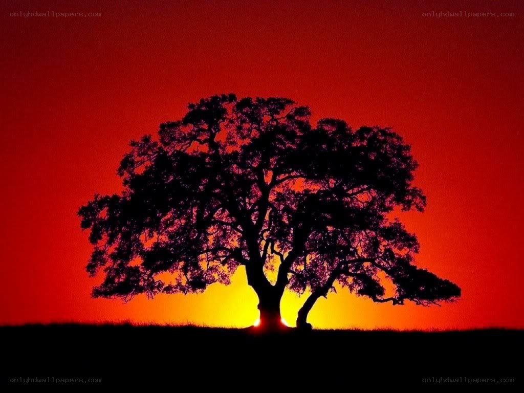 Silhouette tree at sunset