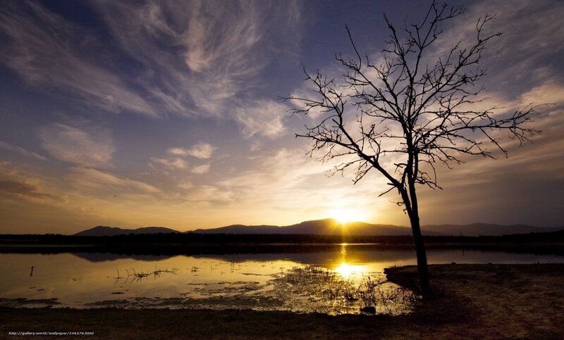 Silhouette tree at sunset