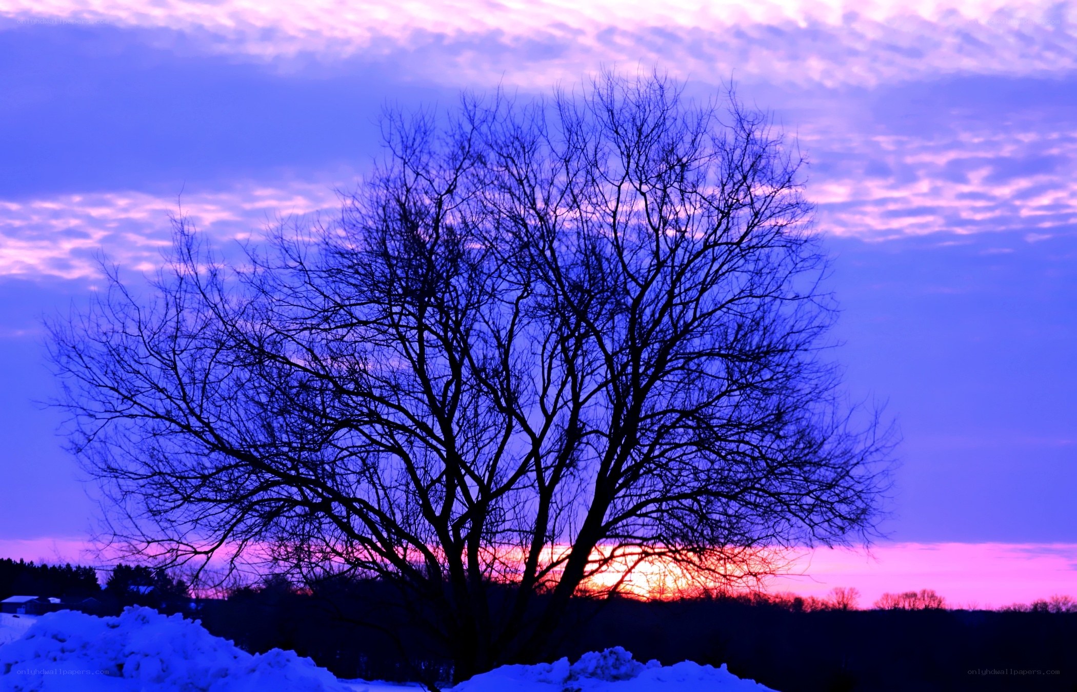 Silhouette tree at sunset