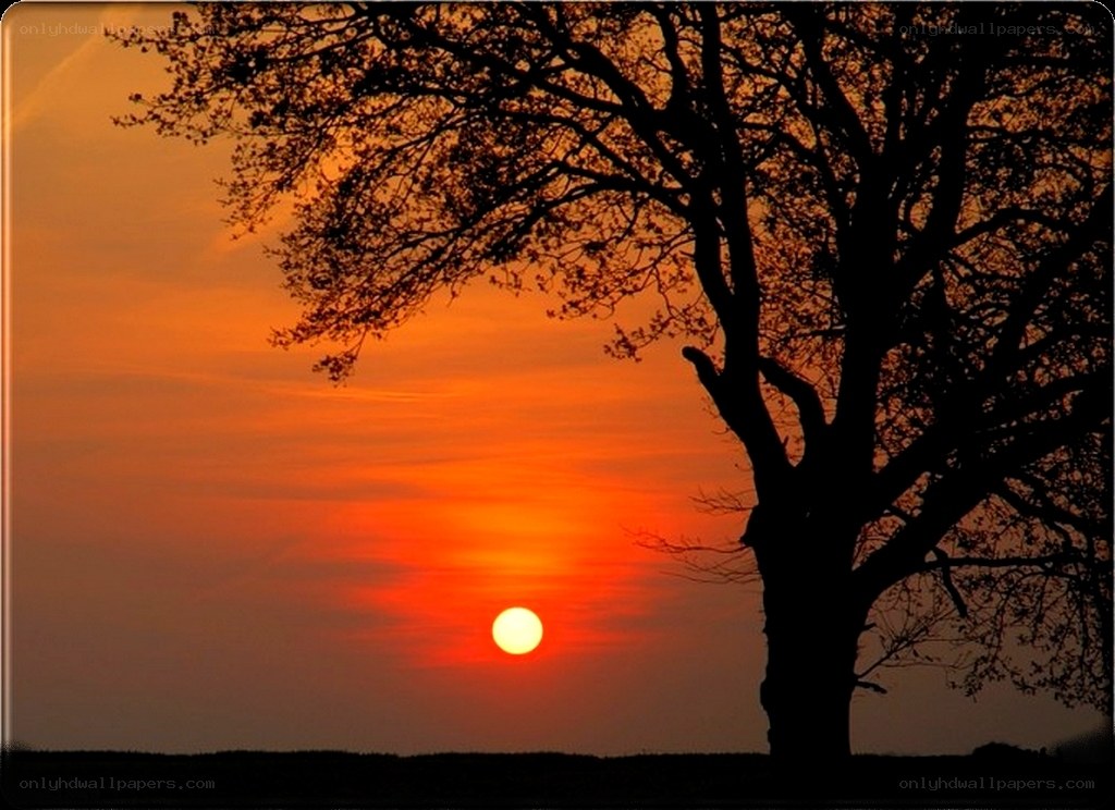 Silhouette tree at sunset