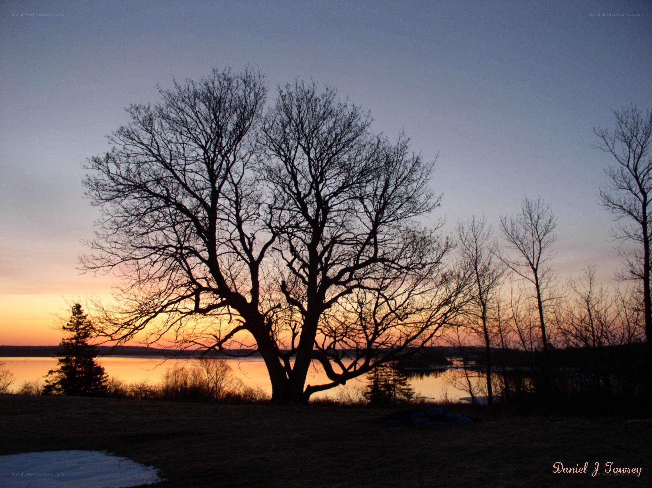 Silhouette tree at sunset