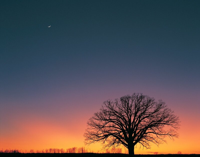 Silhouette tree at sunset